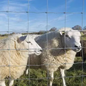 Wholesale Bulk Cheap Livestock Cattle Fence Goat Farming For Hot Sale