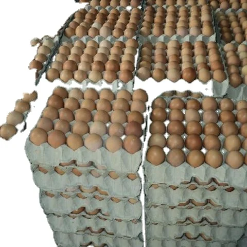 Broiler hatching eggs Ross 308 and Cobb 500