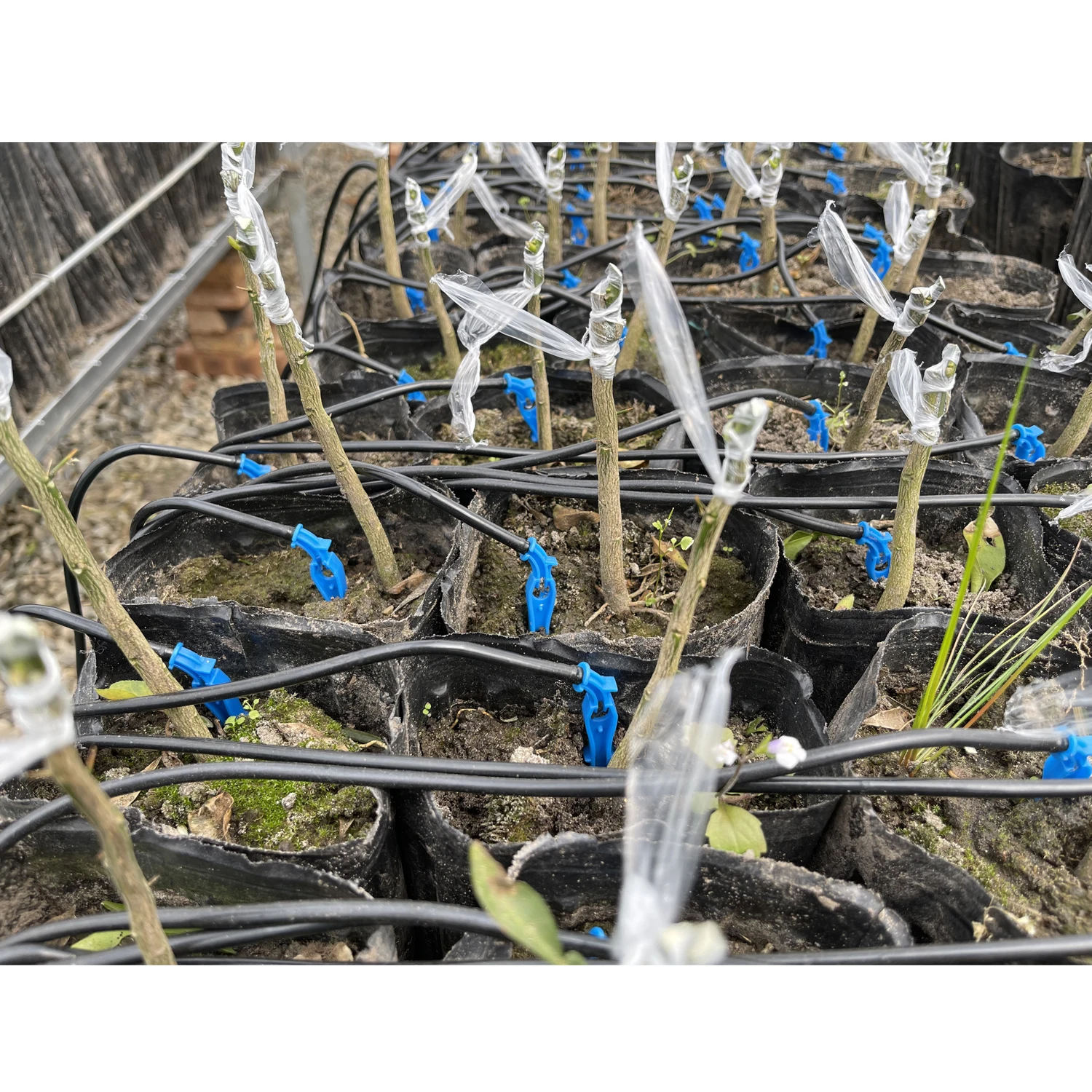 Commercial greenhouse irrigation system agricultural greenhouses drip irrigation set