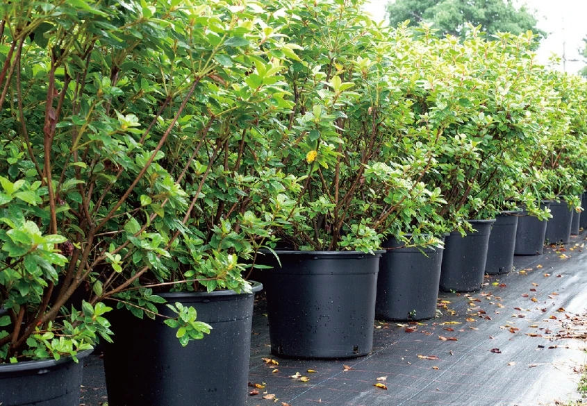 Cheapest Wholesale Good Quality Black Durable Seeding Planter Plastic Nursery Pots for Plants