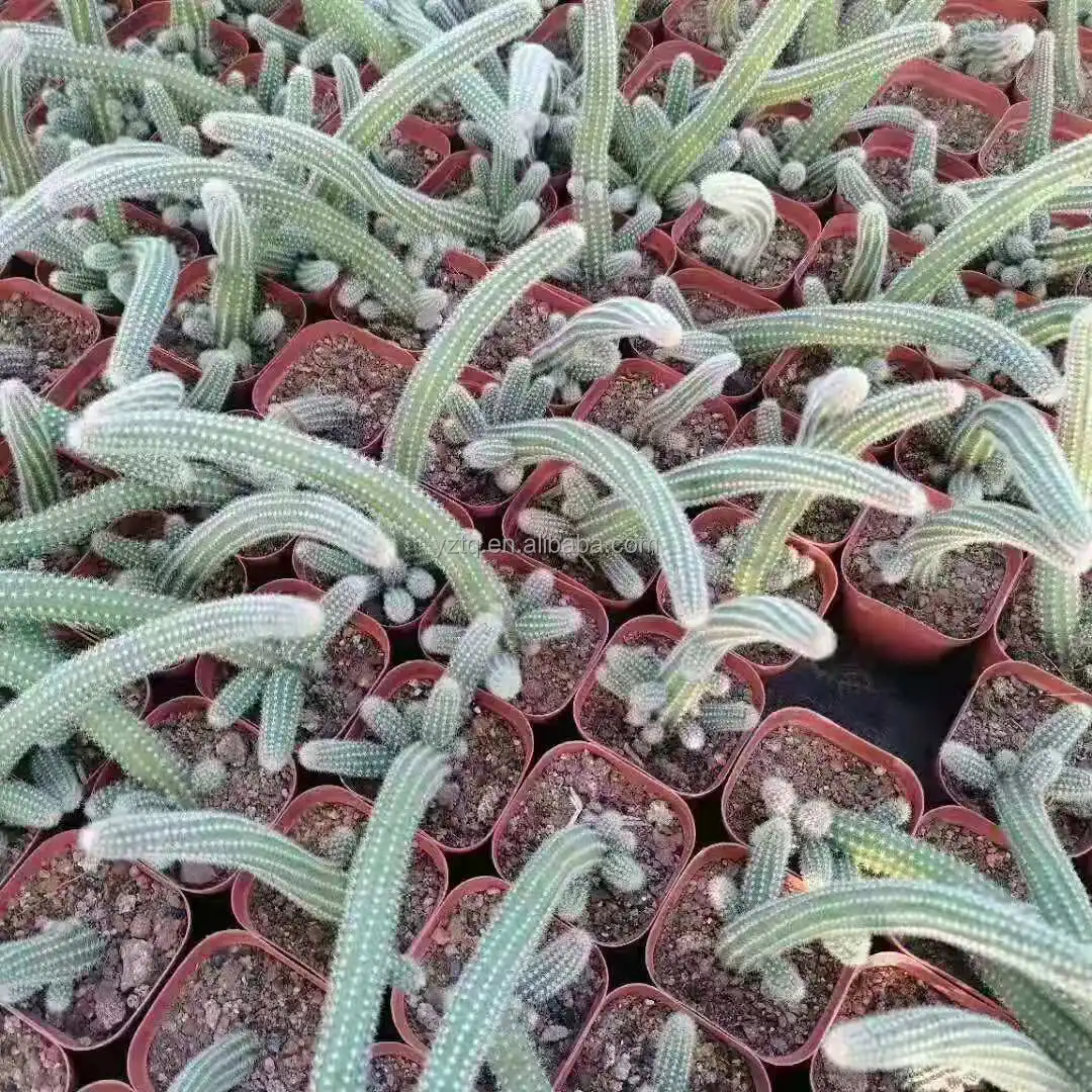 Wholesale cactus plants live cactus  Echinopsis chamaecereus Peanut Cactus  Natura plant for sale