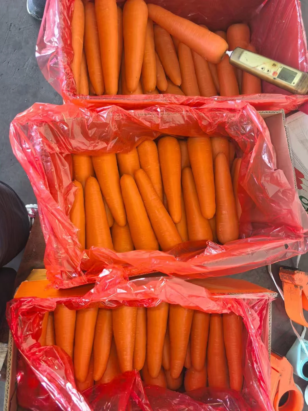Organic Fresh Carrots From China Packed in Carton Export Wholesale Price High Quality Bulk