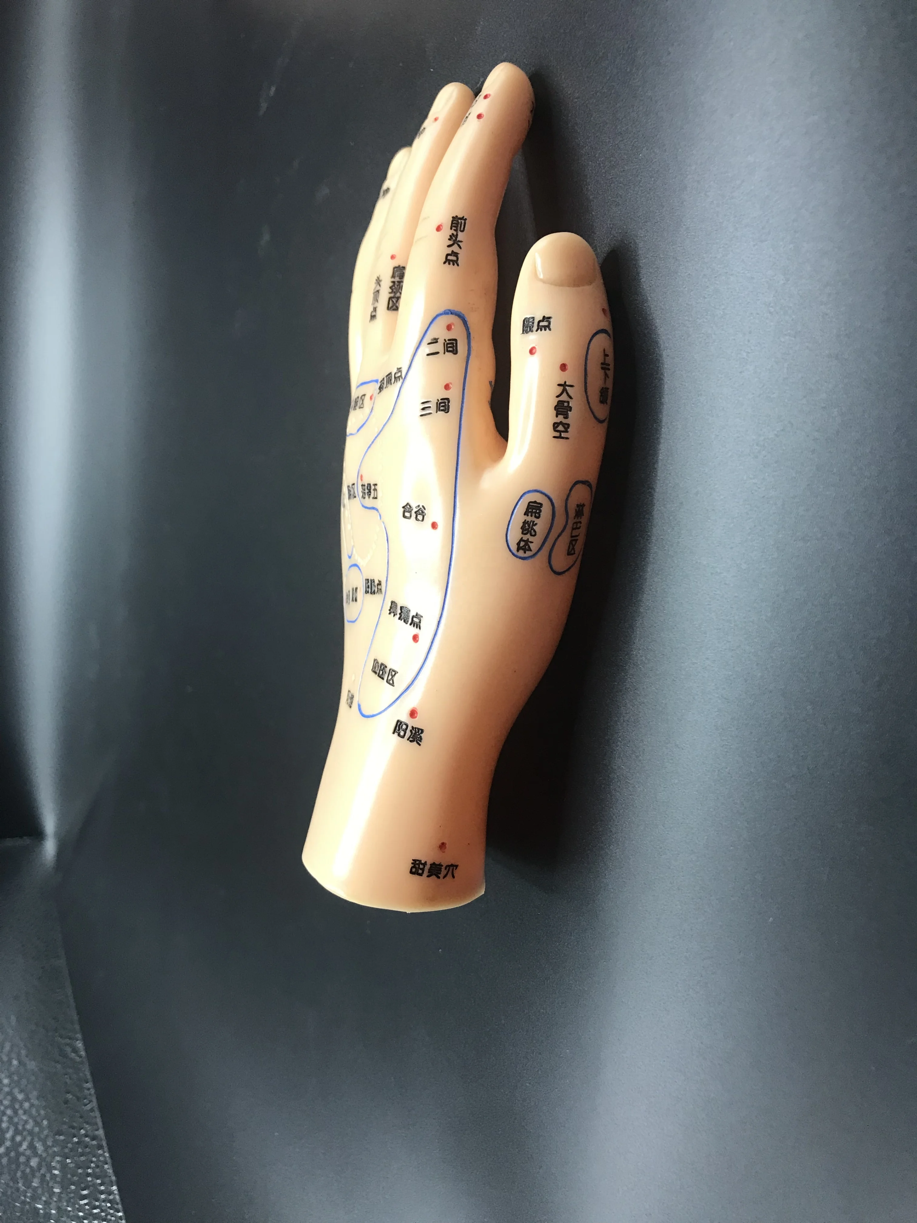 Chinese Medicine Acupuncture Massage Acupuncture  learn human Medical teaching  Hand Foot Ear Model
