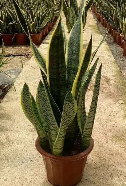 
Sansevieria trifasciata Prain var. laurentii 