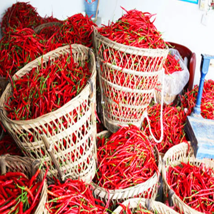 bulk herb spice saffron tea super negin saffron Erjingtiao chili