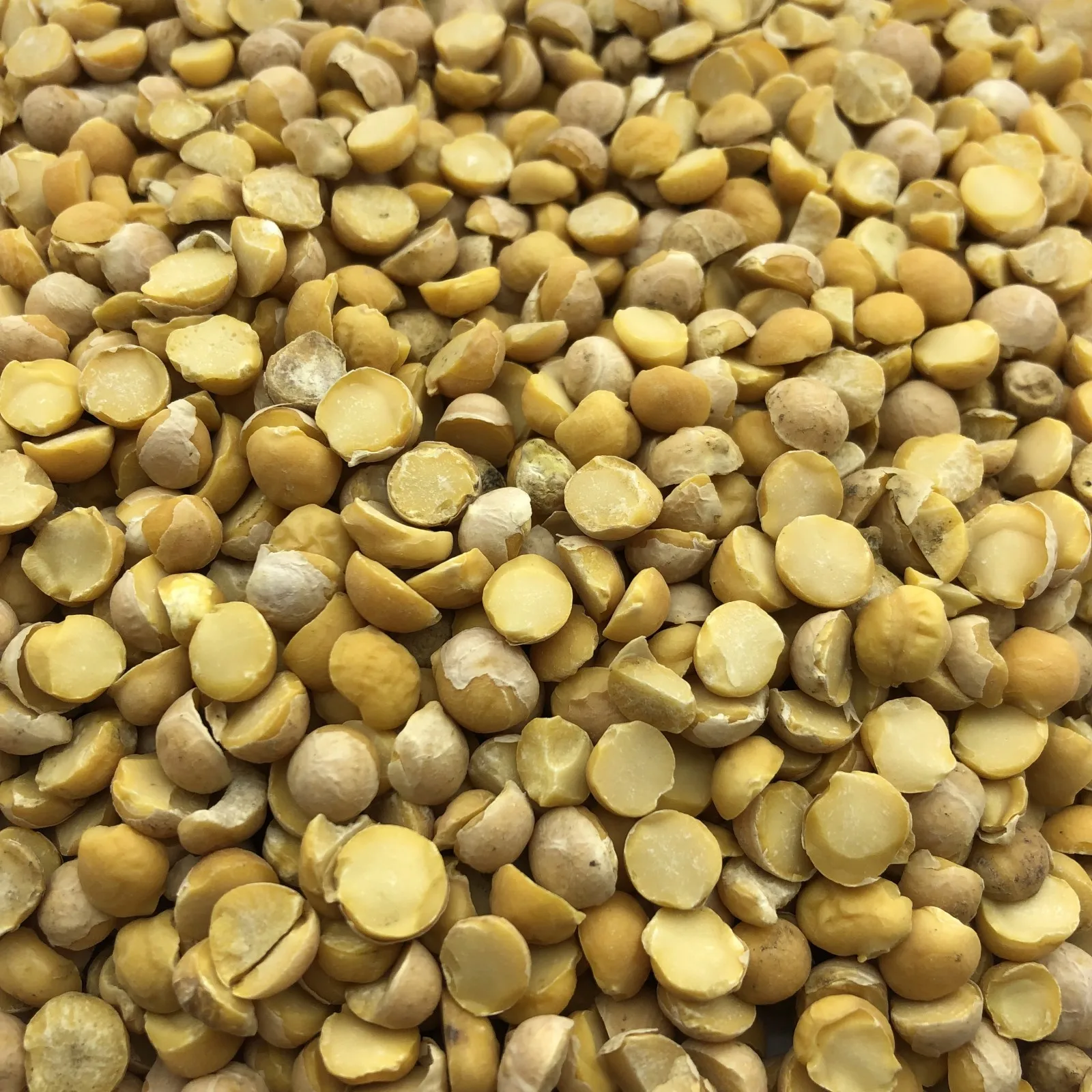 High quality Green Lentils for food industry and cooking wholesale from manufacturer lentils for sale in bulk