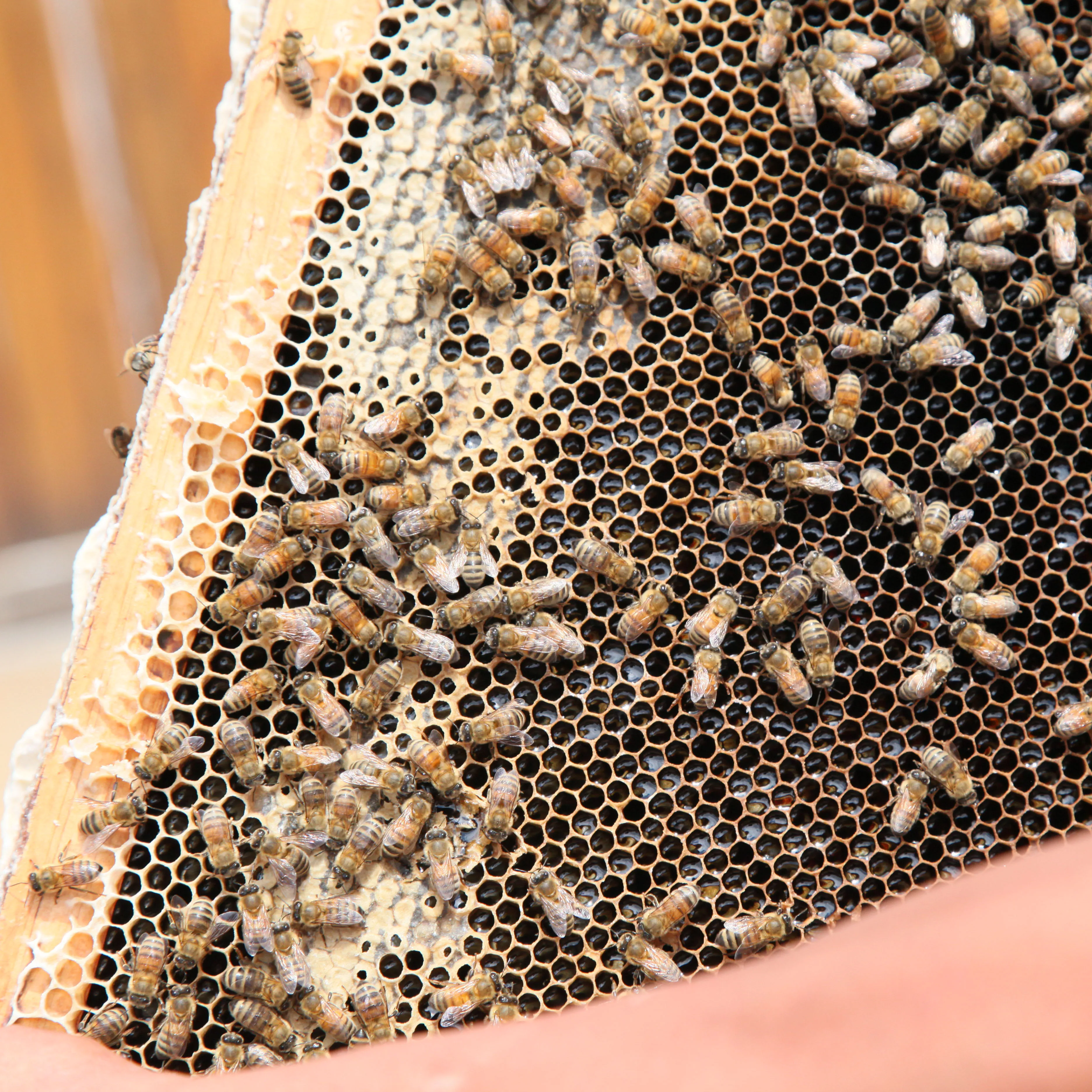 Factory citrus Honey bulk sell price orange honey