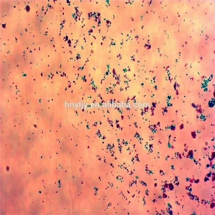 Factory Biology High Quality and Best Price Office & School Supplies Histology and Pathology Tissue Microscope Prepared Slides