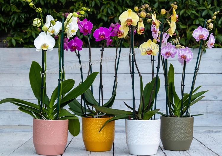 Anti-mould coloured plant support bamboo flower stick