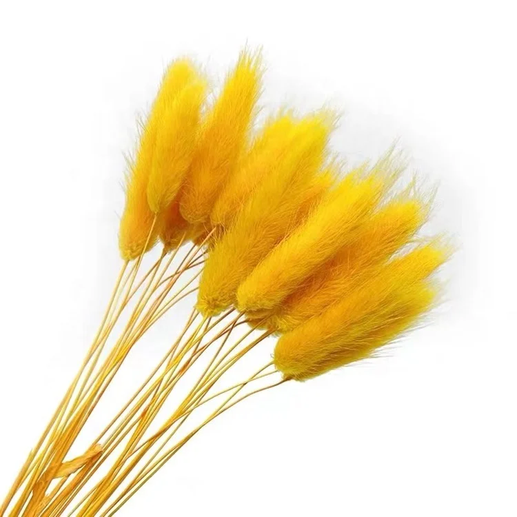 Wholesale dried flowers bunny tail grass dried flowers wholesale dried flowers for resin