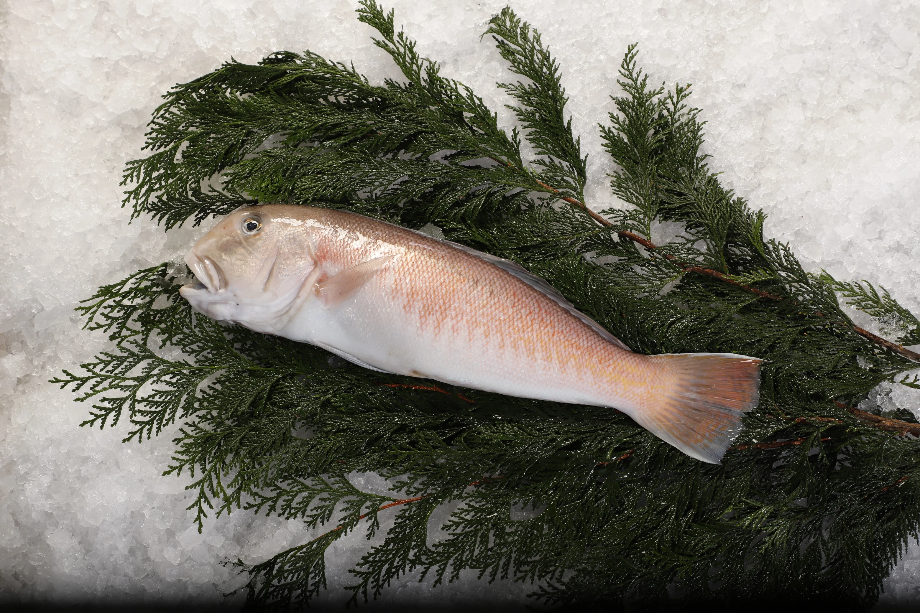 Fillet of Talefish(Amadai)