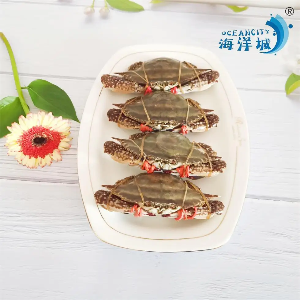Quality Frozen Seafood  Supplier Fresh  Frozen Swimming Crab