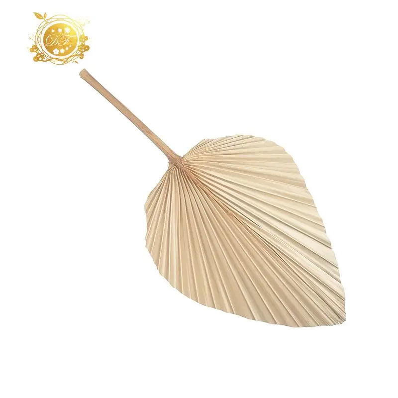 new design wholesale  palm trees leaves decorative dried palm leaves