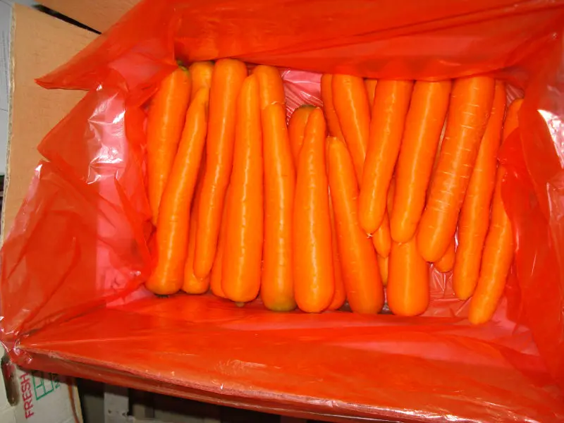 Middle East Market Southeast Asia Market Low Price Fresh Carrots