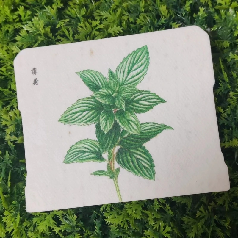 Eco-Friendly Plantable Seedpaper  Business Paper Thankyou  Sustainable Greeting Cards