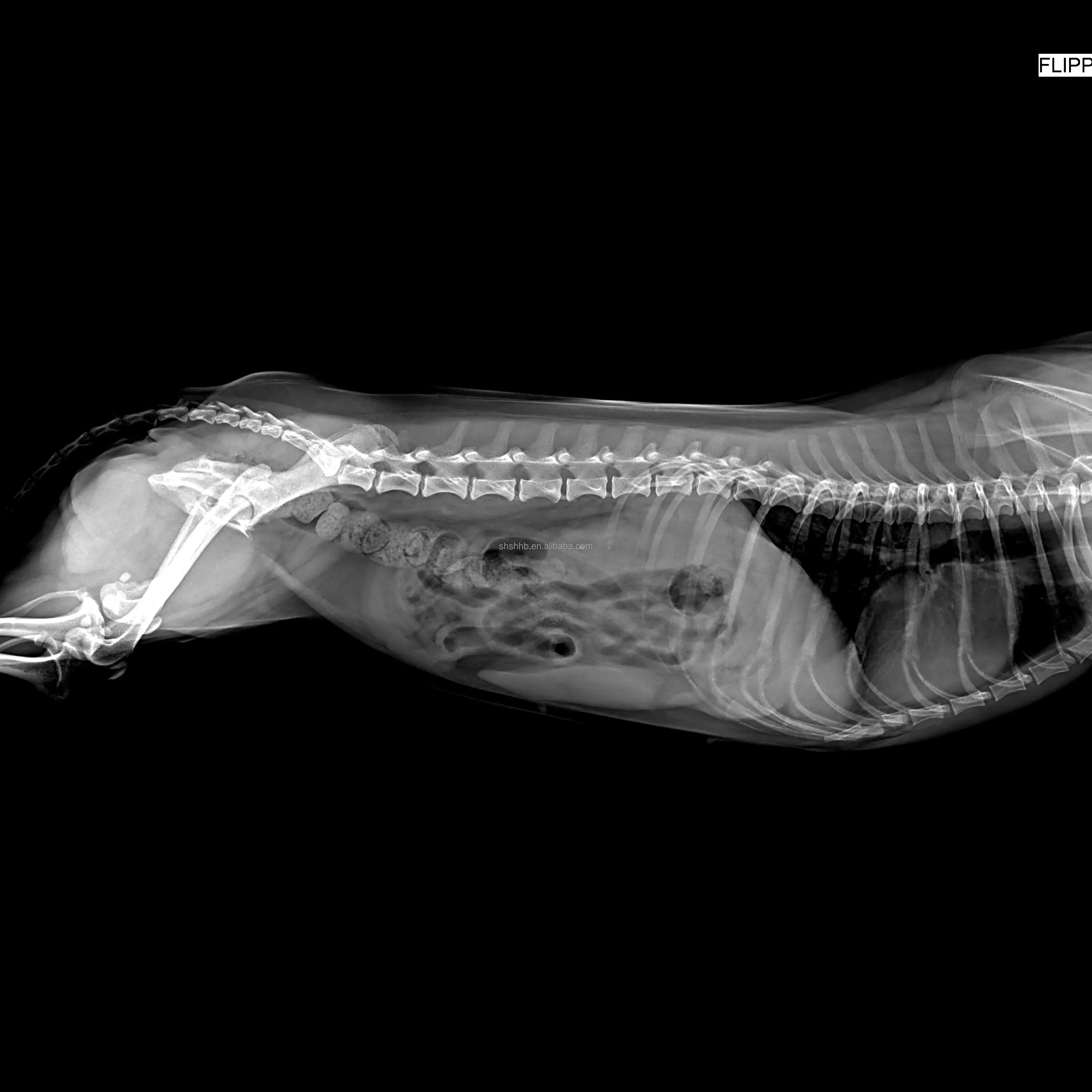 horse FPD X-ray flat panel detector manufacture