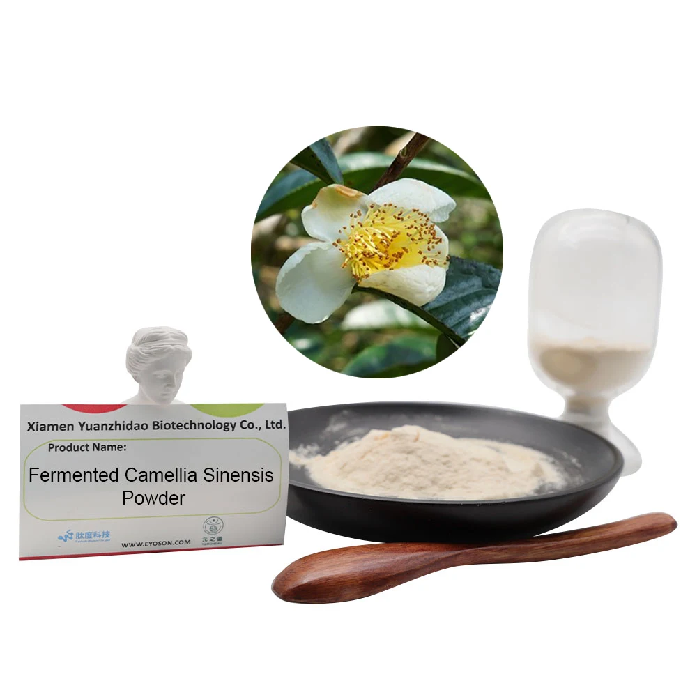 Wholesale  Fermented Camellia Nitidissima Powder Improves Immune System Function Maintain A Good Metabolism
