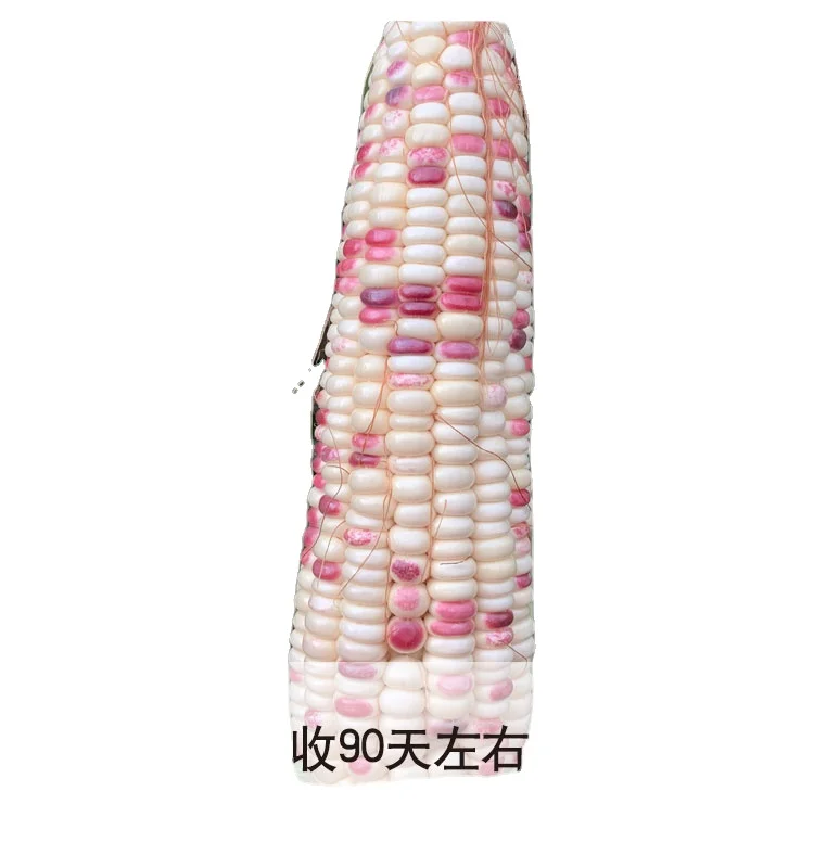 
High quality corn seed colored glutinous rice fruit corn seed 