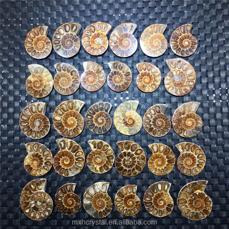 Natural iridescent Ammonite Fossils Specimen stone pendant Nautilu Pompiplius Ocean Fish Tank Stones Healing 1Pc