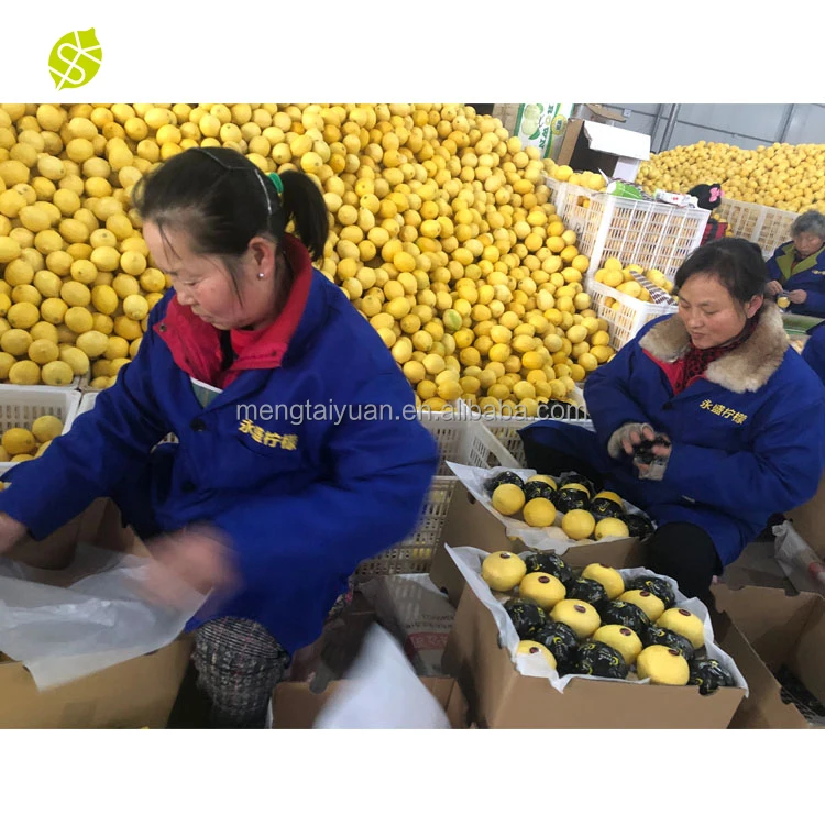 Montale China Lime Factories Farm Fresh Lemon