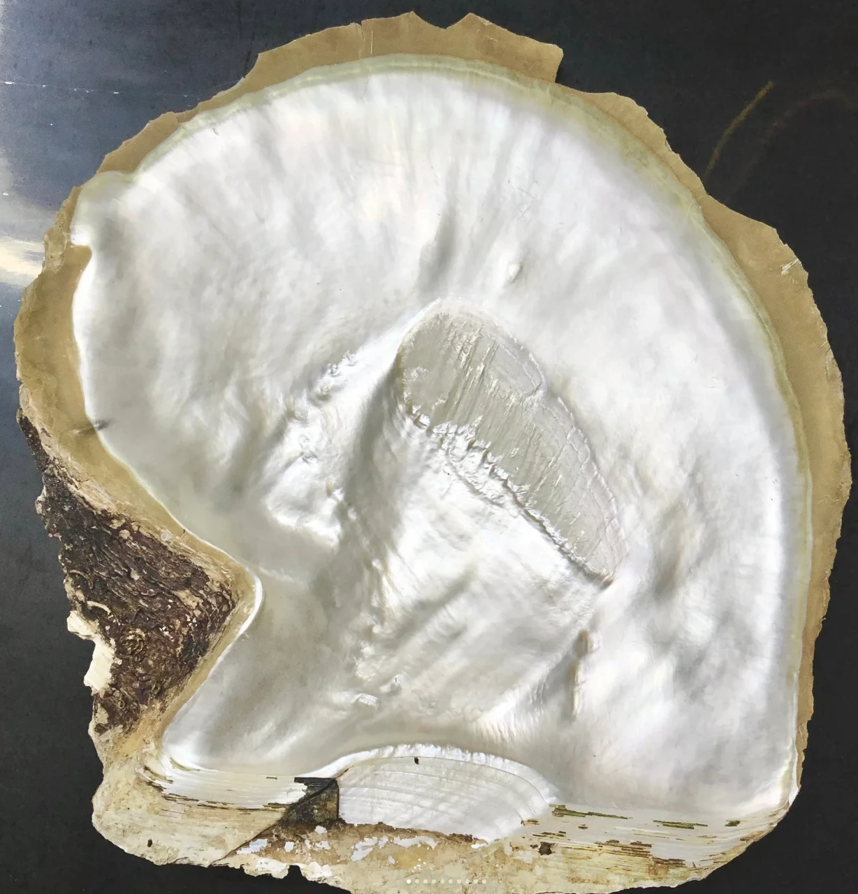 Semi-Precious Stones 22.81mm Thickness Natural White Shells 10.5cm Length White Mother Of Pearl