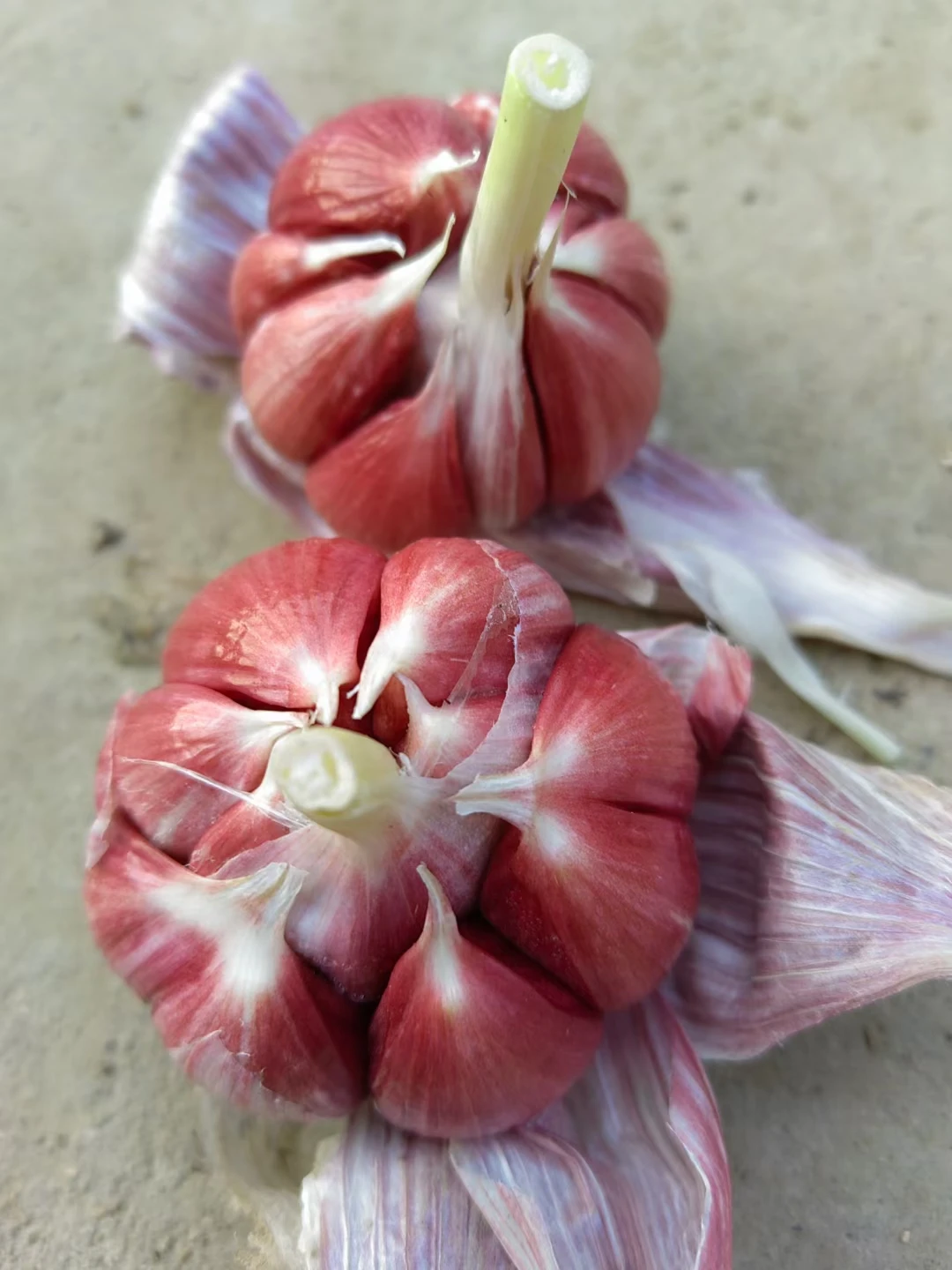 Organically grown fresh garlic Premium seasoned garlic for export to China
