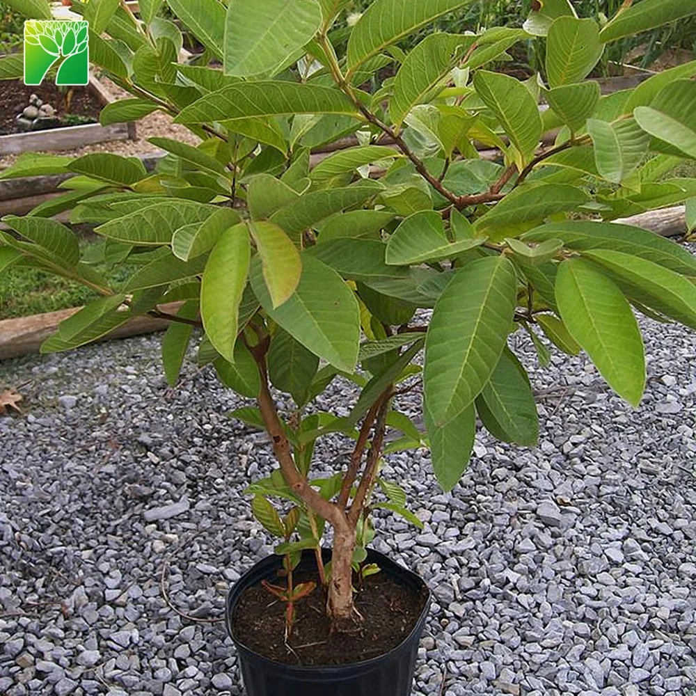 Прямая продажа по заводской цене, светло-зеленый псидиум гуахава, цвет фруктов, лимон, гуава, рассады фруктов