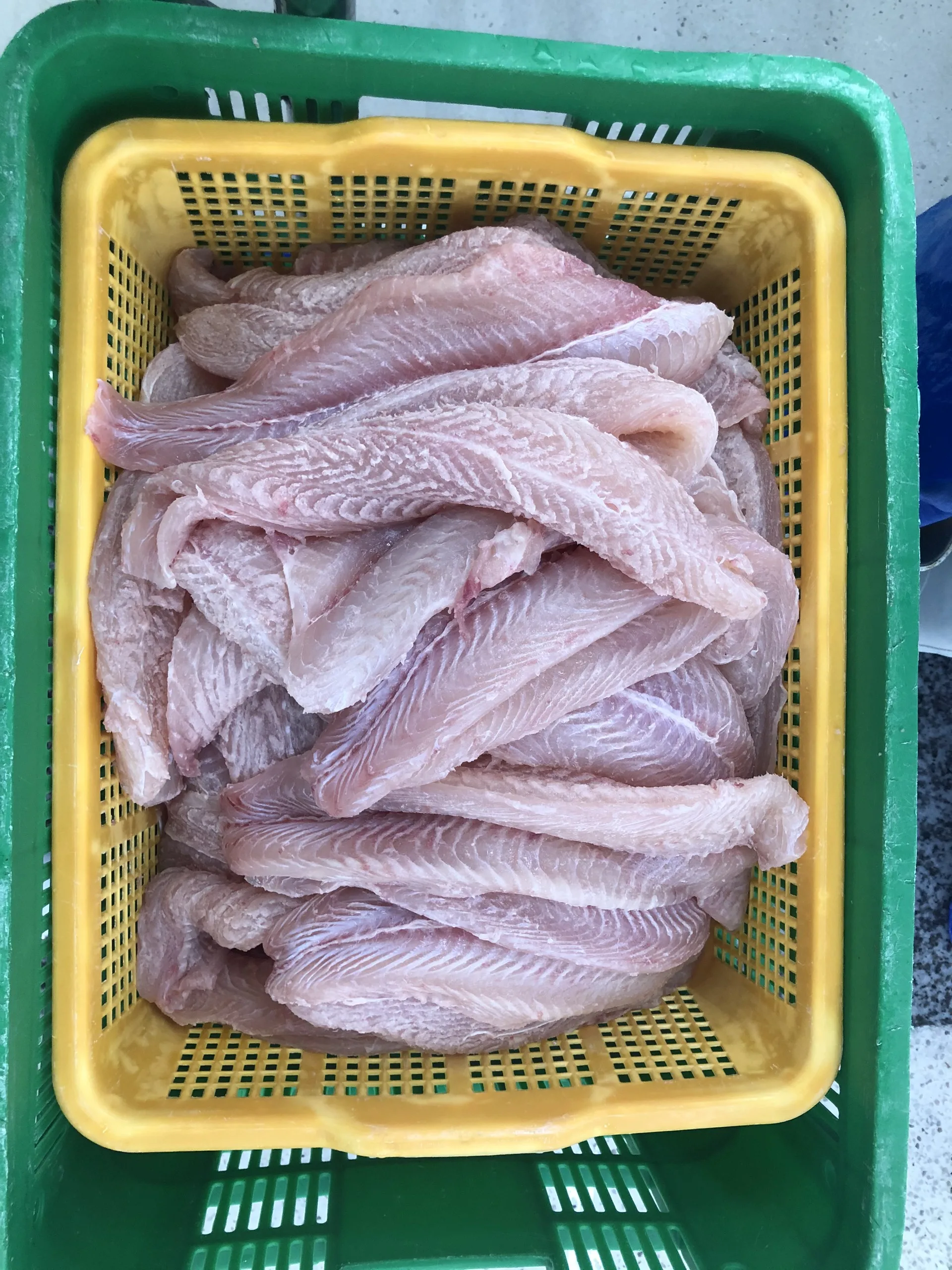 Fresh and Nutritious Untreated Pangasius fillet, well-trimmed, Chemical Free