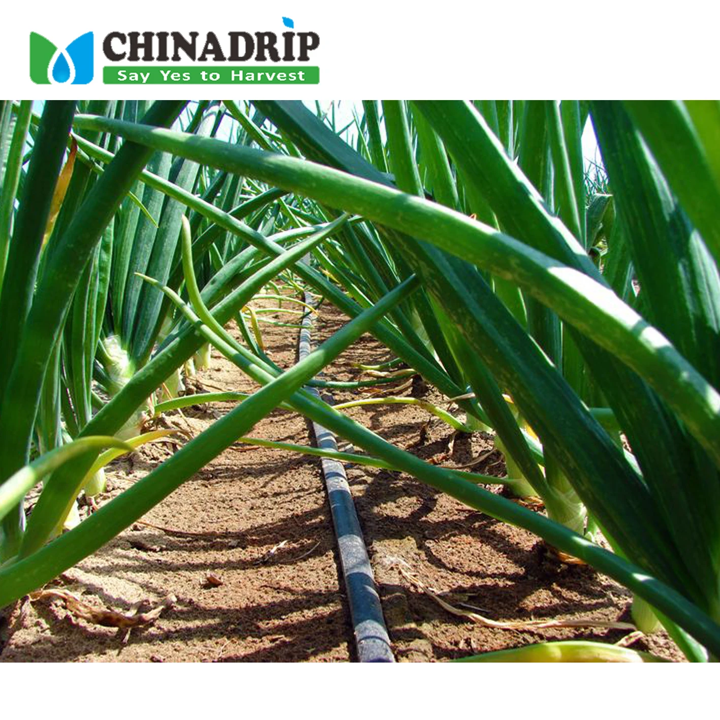 Farm Irrigation System Agricultural Drip Tape Irrigation System