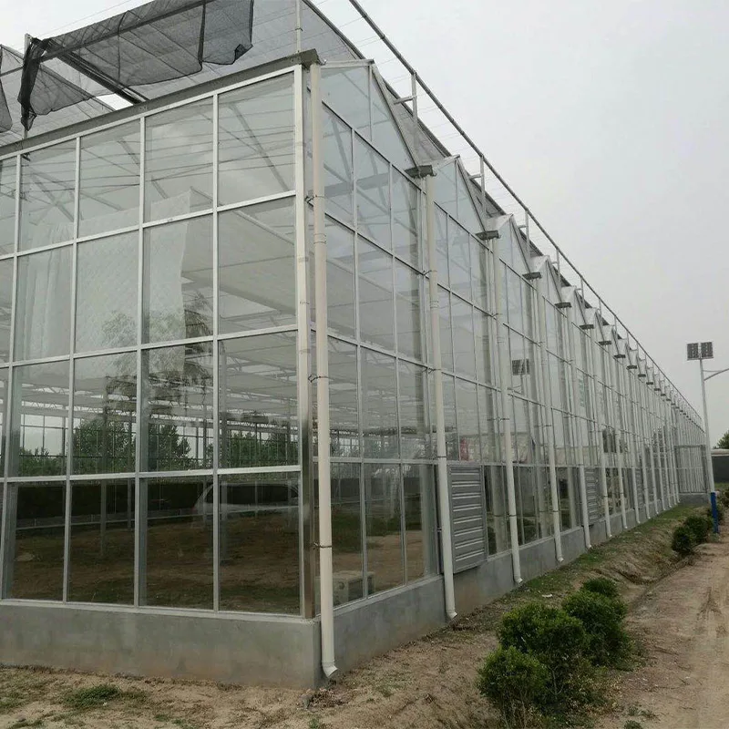 China Venlo Agriculture Multi Span Hydroponic Glass Greenhouse for Vegetables/Flowers/Tomato/Farm/Garden