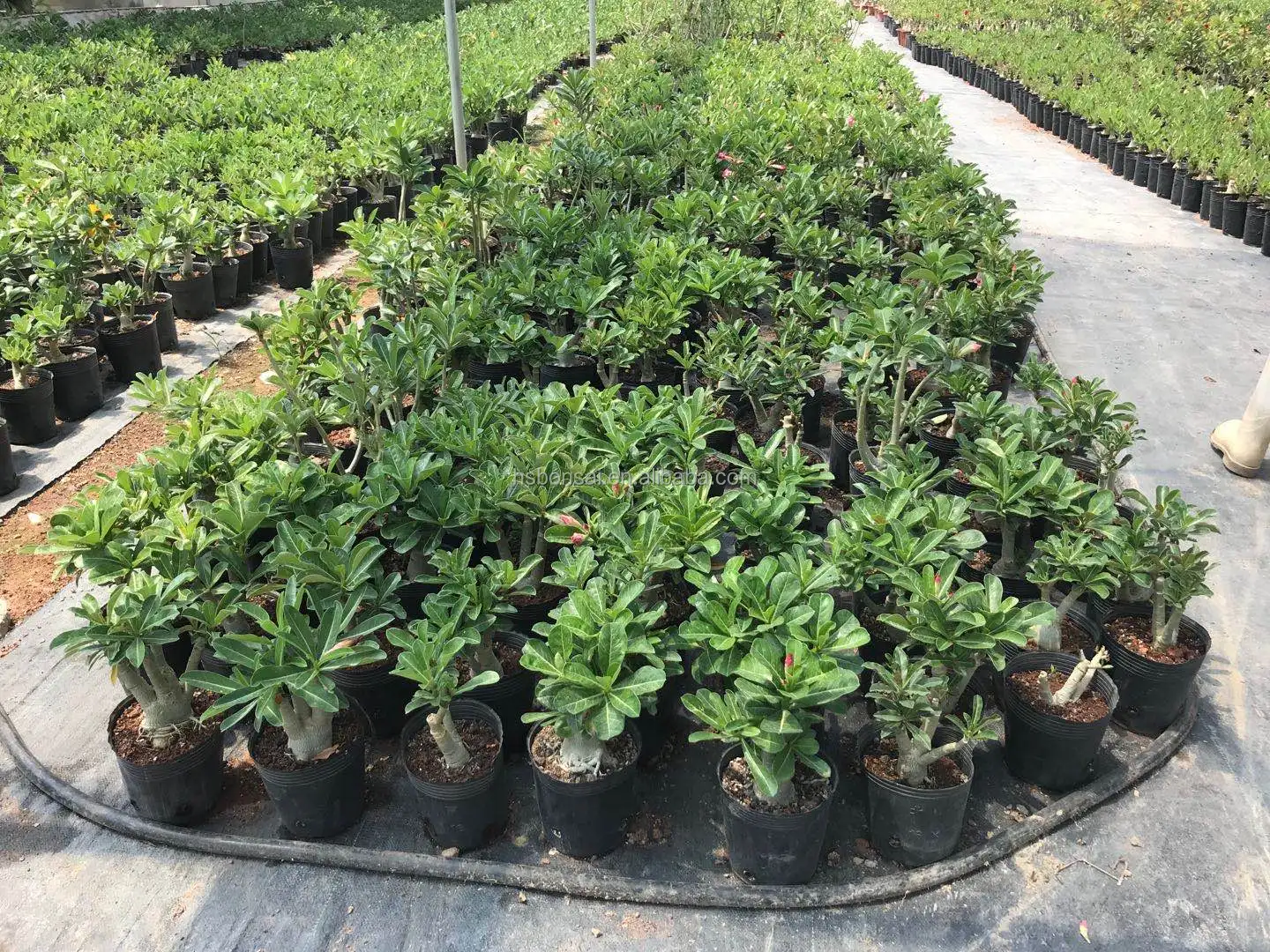 
Professional manufacture cheap foliage plants natural plants ornamental adenium abesum red flower 