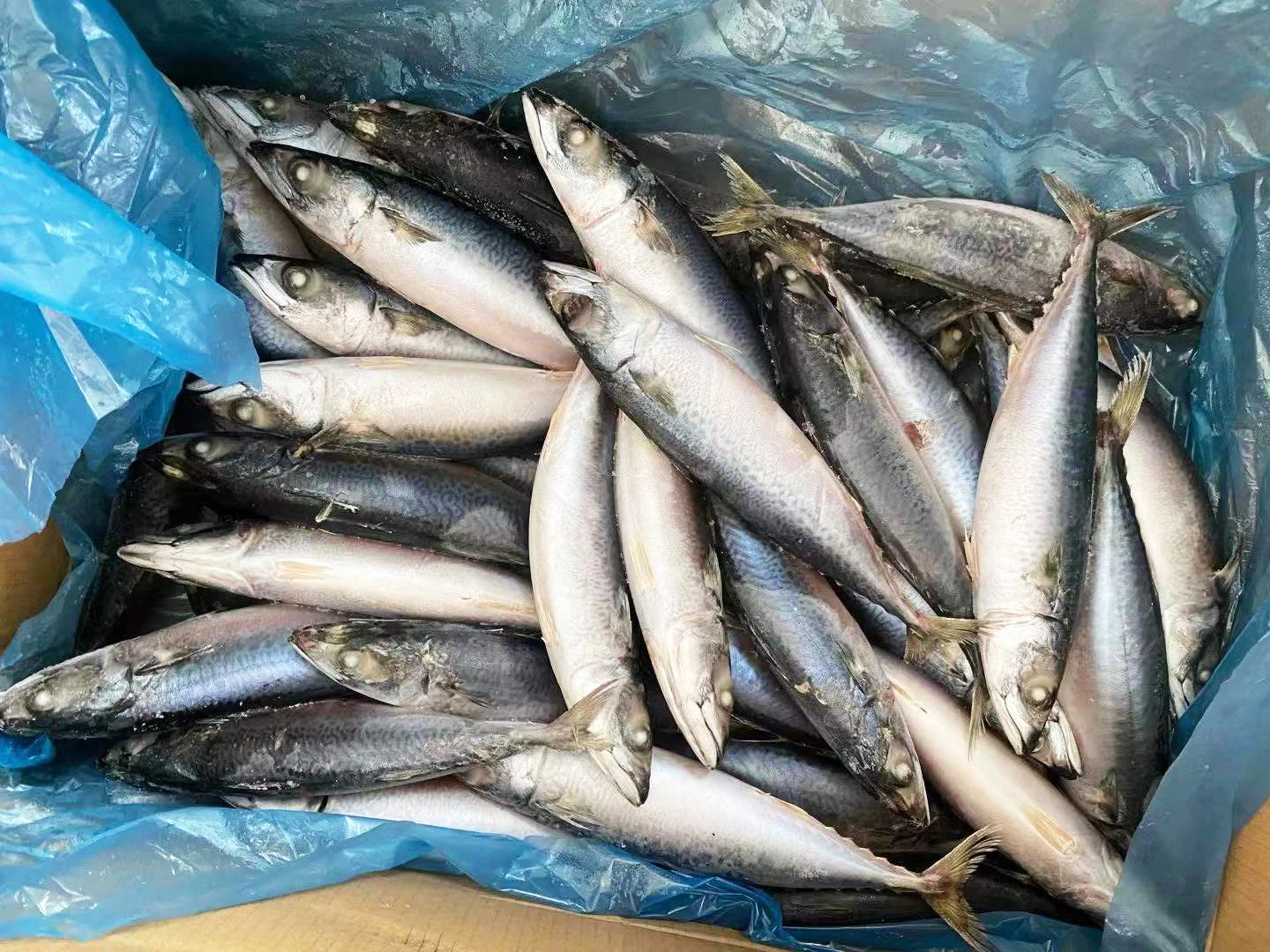 Sea Frozen 15kgs IQF Pacific Mackerel Fish Importers with Good Price