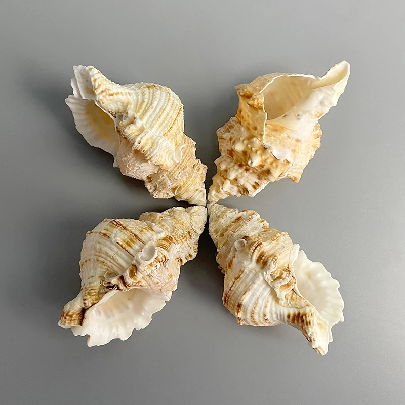Wholesale Natural Conch Shell Flat Tooth Conch Shell With Specimen Collection Fish Tank Decoration
