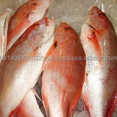 Best Quality Frozen Red Snapper ,Fresh and Frozen Red Snapper ,Frozen Red Snapper Fillet For Sale