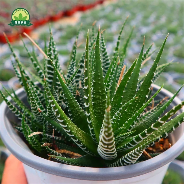 Фабричные мини-бонсай, суккуленты Haworthia fasciata (Willd.) Домашний офис Hawor