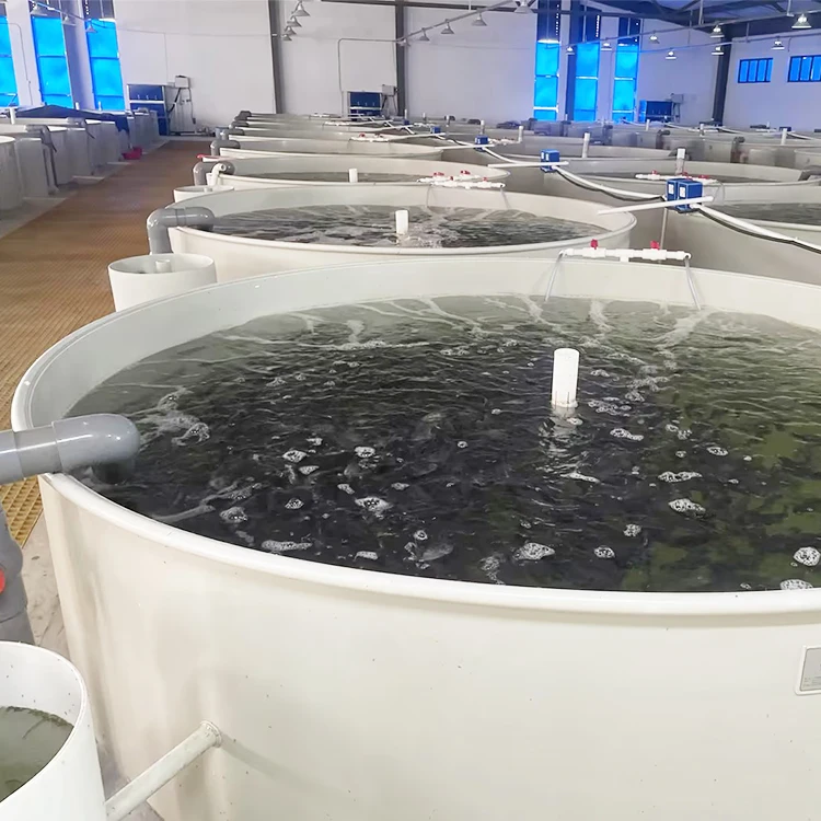 intensive aquaculture tilapia/RAS fish farming system/Shrimp raising RAS