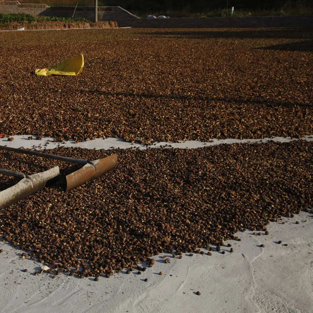 Hot sale High quality natural tea camellia seed oil cold pressed carrier oil