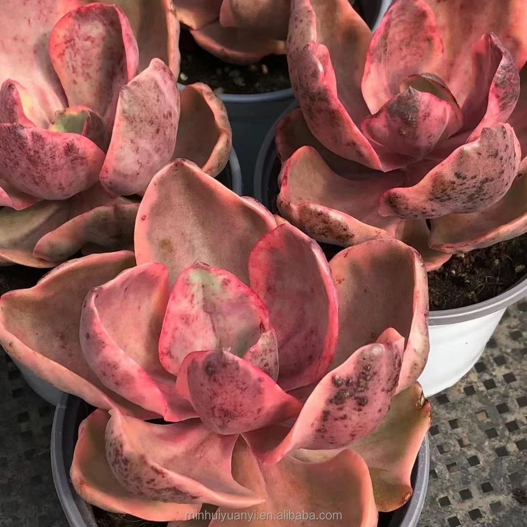 Wholesale of succulent plants Indoor ornamental plants