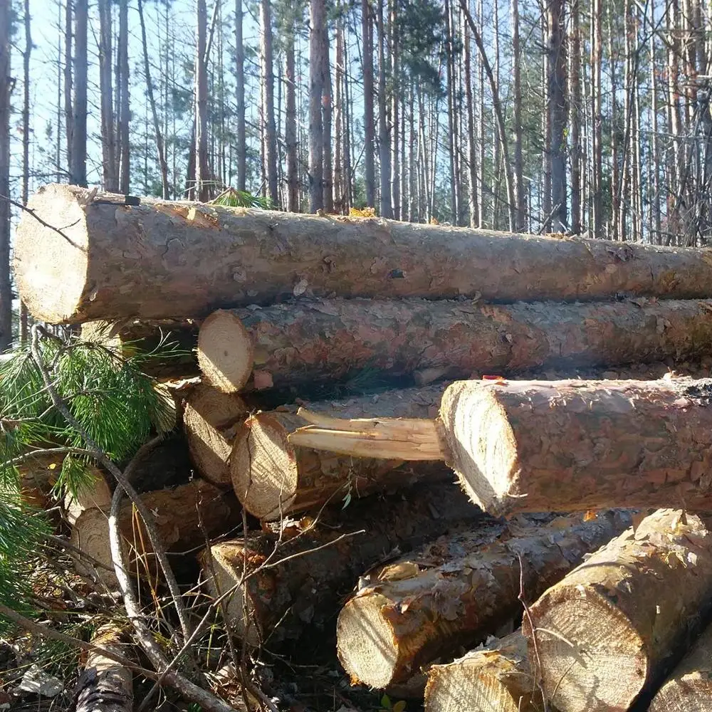 Low price Spruce hardwood logs From Ukraine