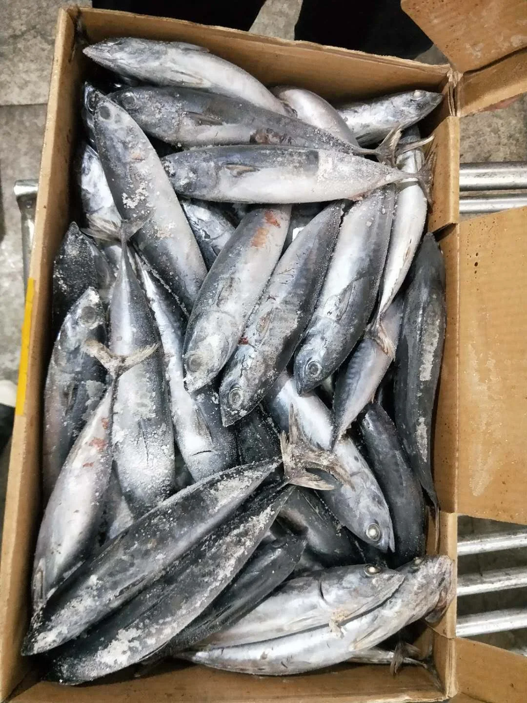 Frozen Tiny Tuna Whole Round Auxis Rochei Bullet Tuna 100-200g Bonito For Sale