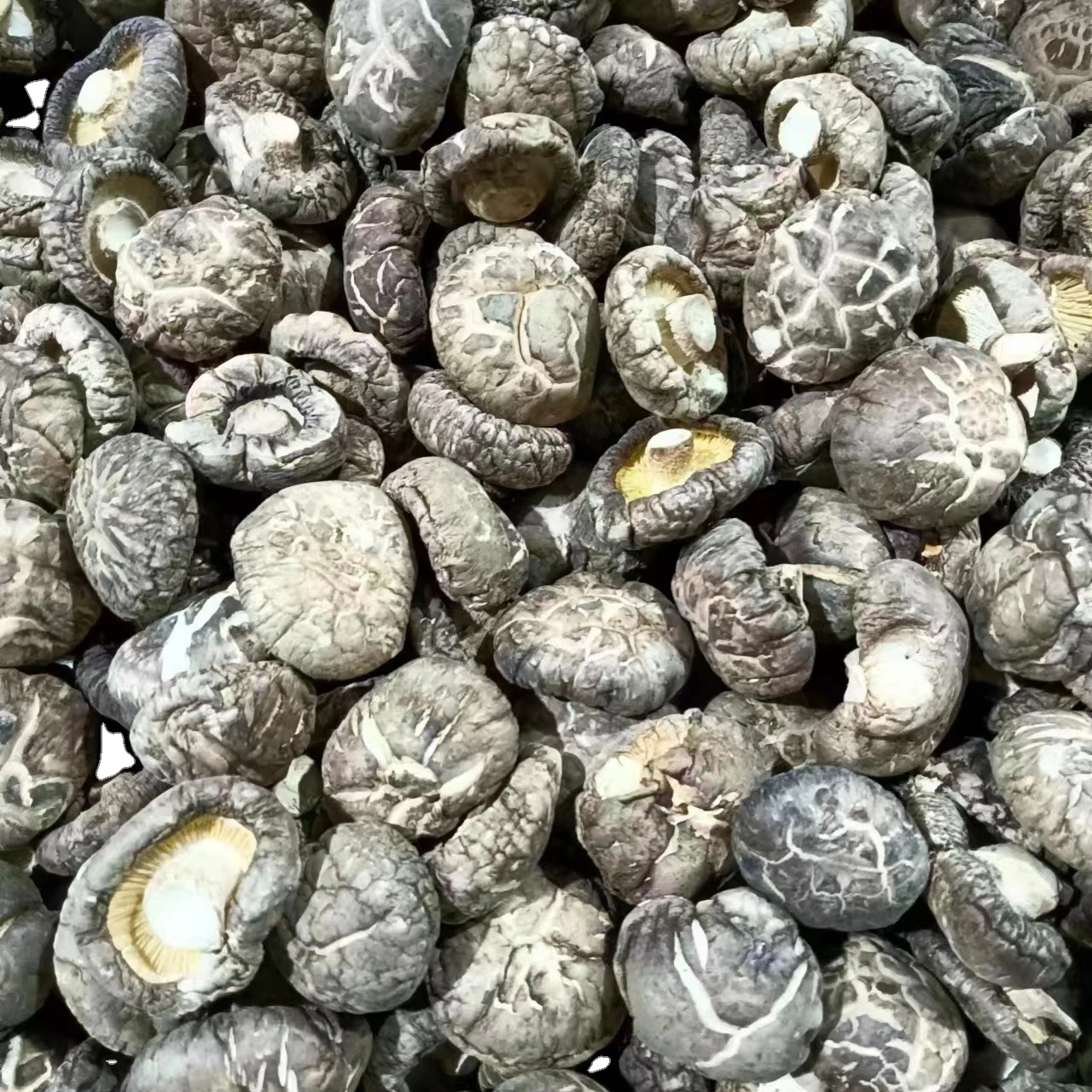 Dried Shiitake Mushroom Wholesale High Quality Low Price