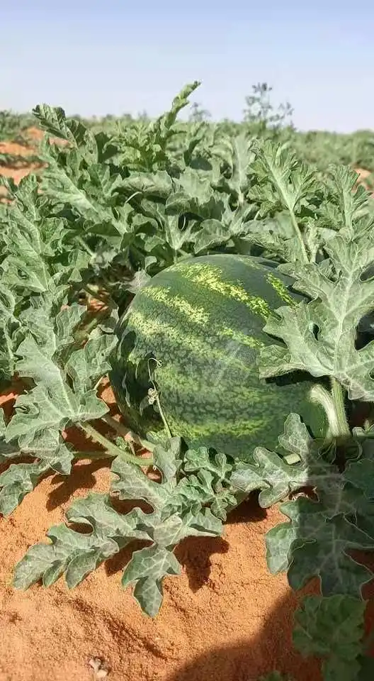 
Red Flesh Hybrid F1 Watermelon Seeds for Planting 