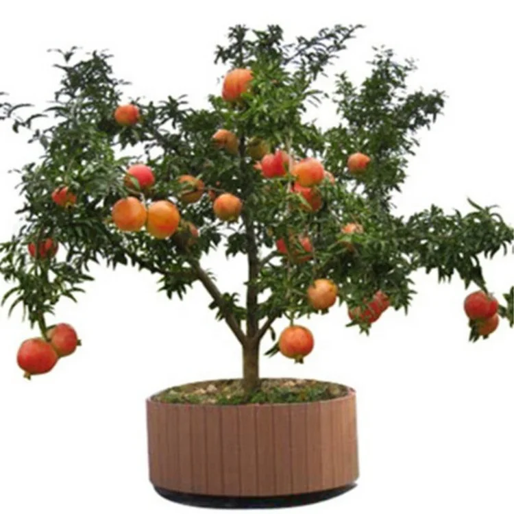 
Cuttage layer divided grafted seeding red color fruit Chinese sweet pomegranate plants 