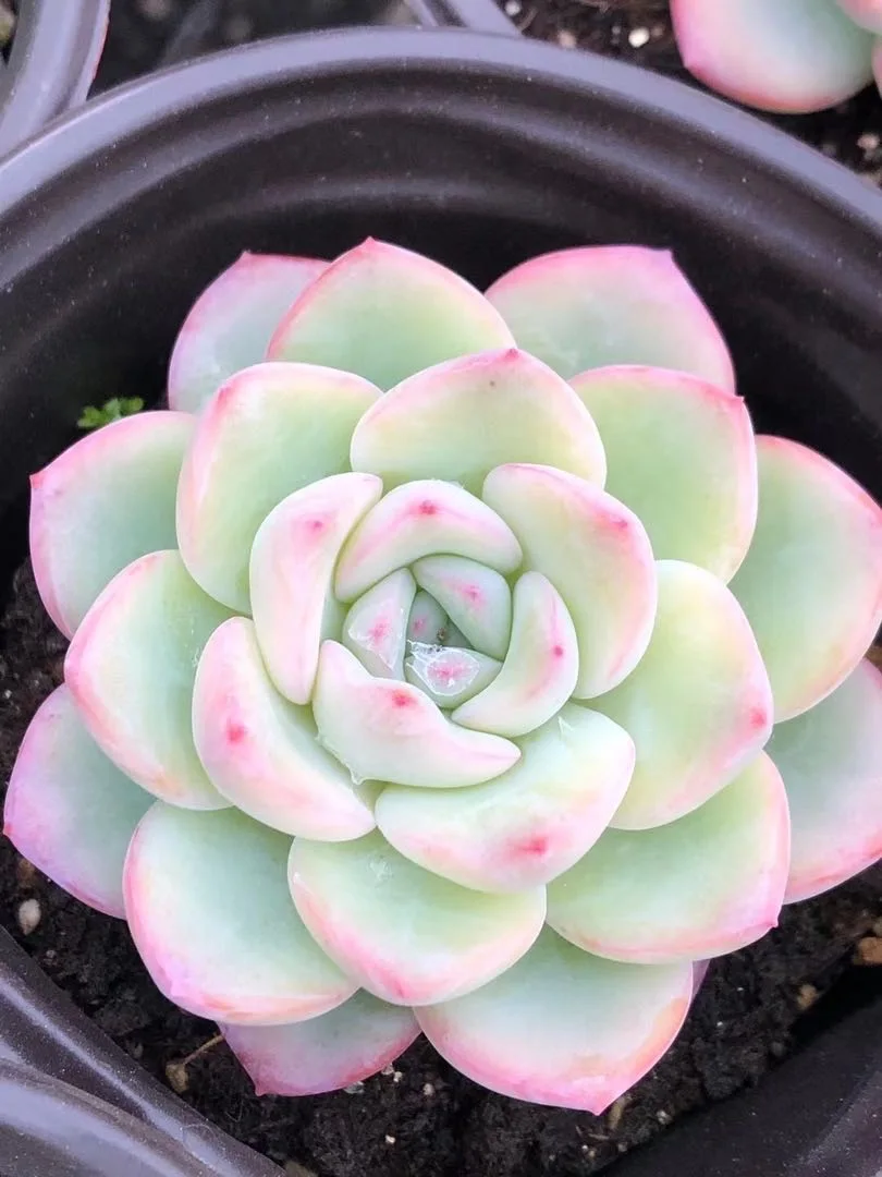 Wholesale indoor home decorative succulent