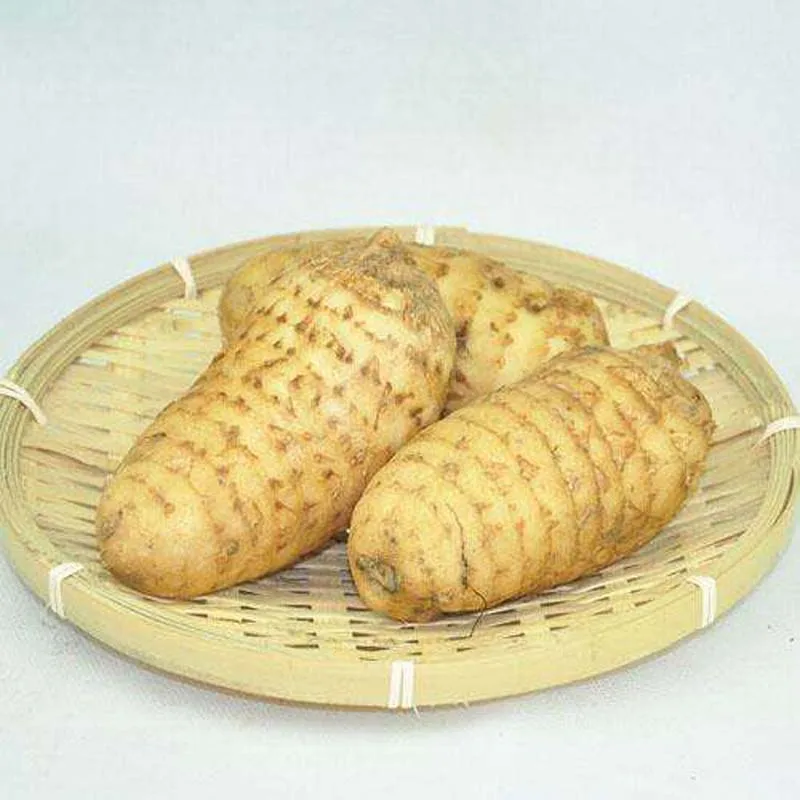 
Natural Gastrodia Chinese Herb Medicine Tianma 