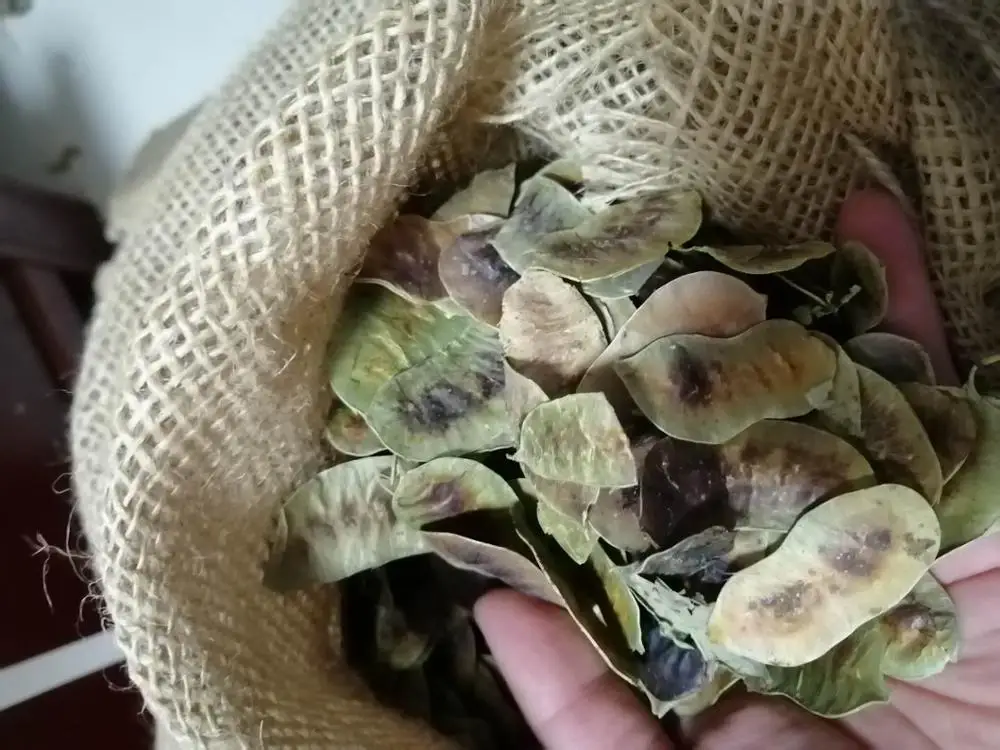 100% Natural Indian dry whole senna pod fruits whole dried senna pods