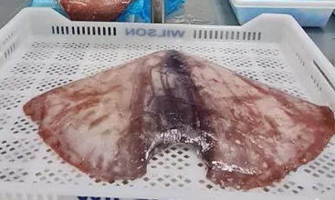 New Good Price Peru Squid Wing Frozen Giant Squid wings in Squid