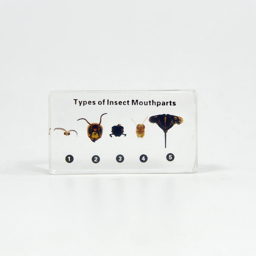 Types of Insect Antennaes Polyresin Plastomount School Teaching Equipment for Student Observed High School Teaching