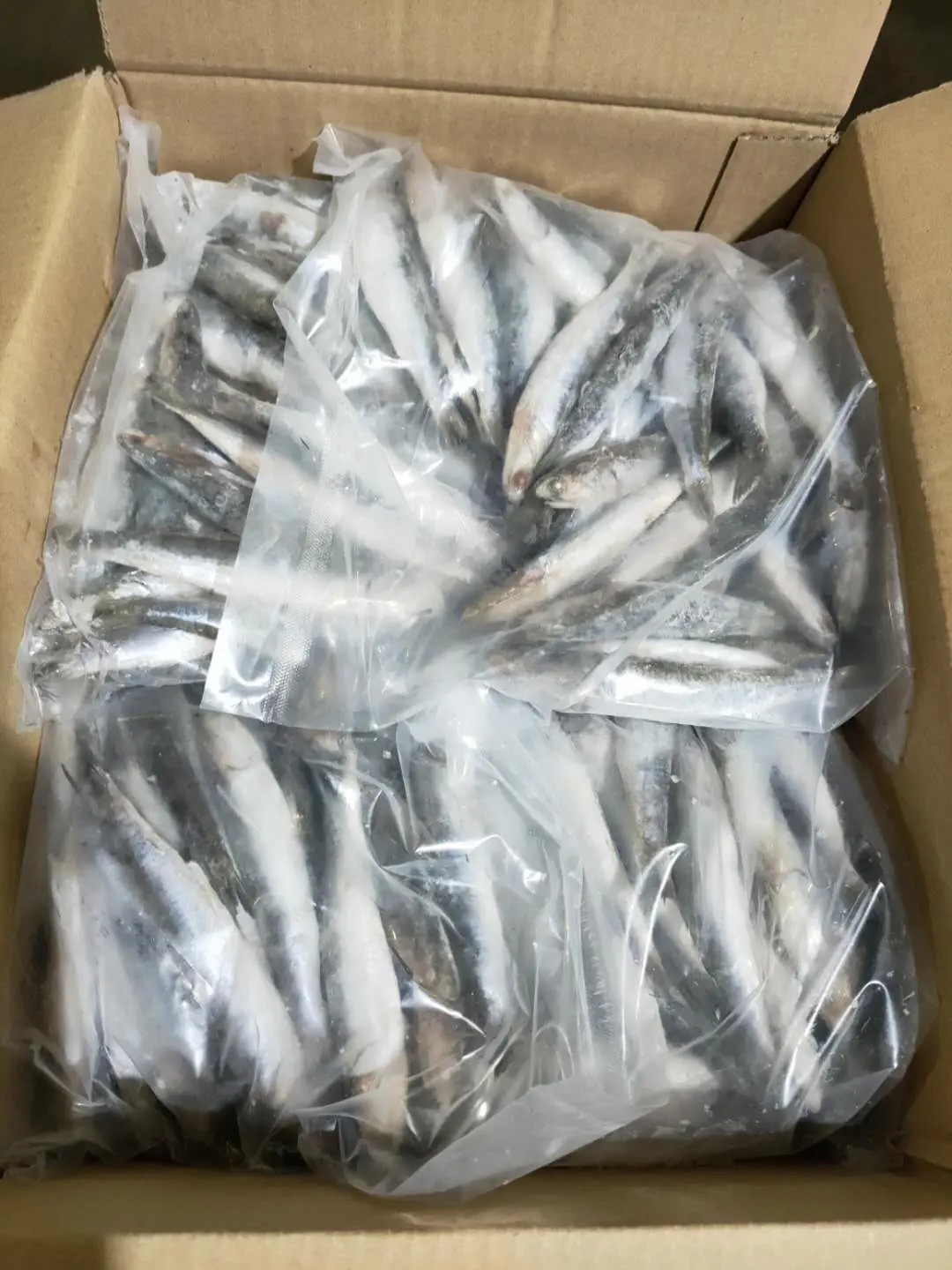 Hot sale IQF sardine  whole round import export wholesale