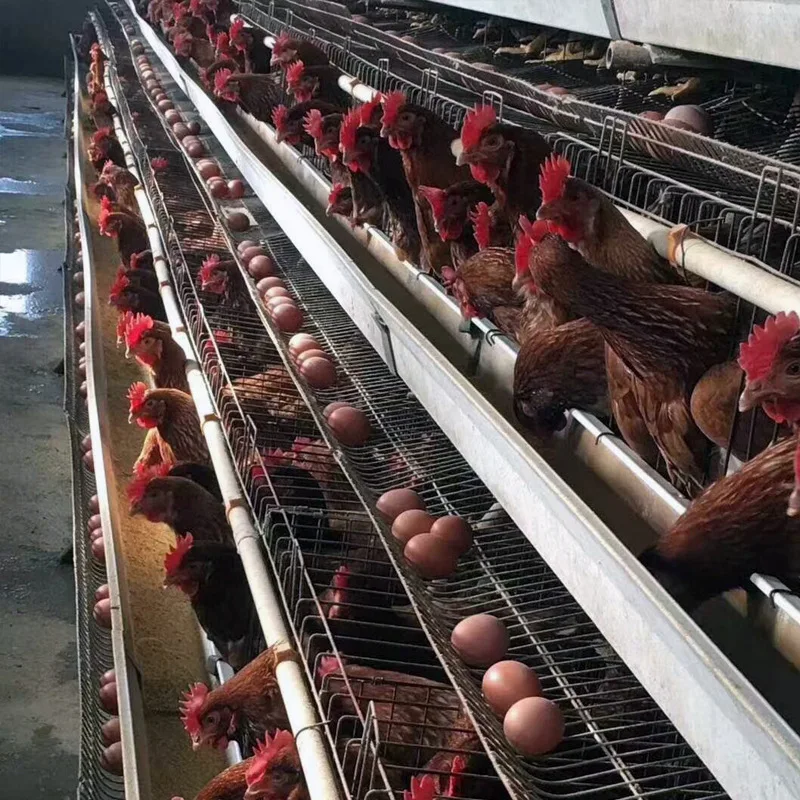 chicken cages egg layer chicken cage 3 chicken with cages egg layer for sale